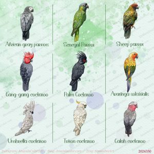 Parrot Clipart